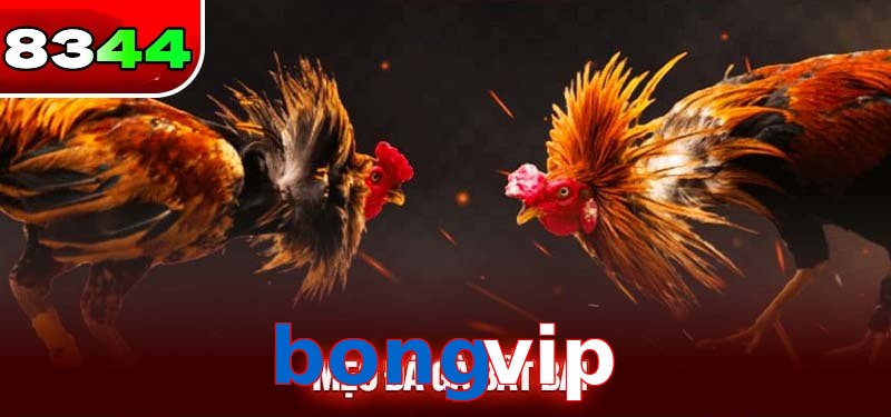 Đá gà bongvip có sức hấp dẫn