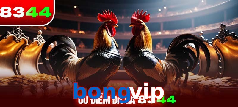 Thể loại đá gà bongvip được ưa chuộng 